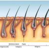 Eflúvio telógeno (queda de cabelos)