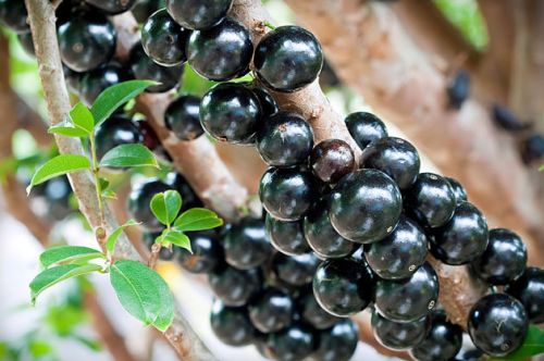 Benefícios da Jabuticaba